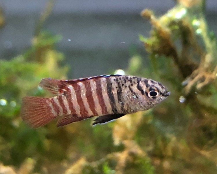 Black Tiger Badis ~ 1-2cm